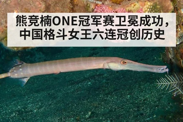 熊竞楠ONE冠军赛卫冕成功,中国格斗女王六连冠创历史